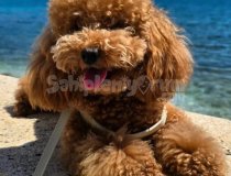 Kore Kan Tedy Yüz Toy Poodle