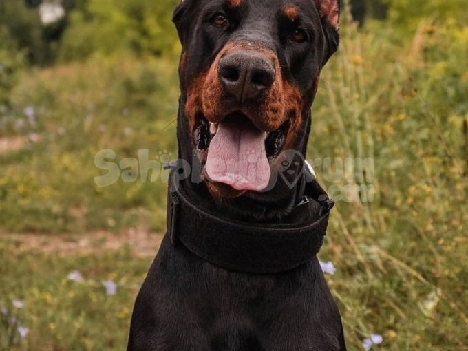Kizil Renk Doberman Yavruları Istanbul