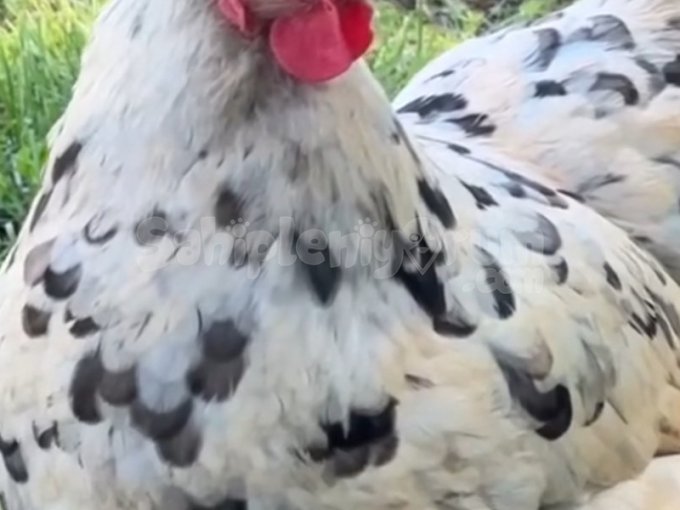 Köy Tavuğu Sahibinden