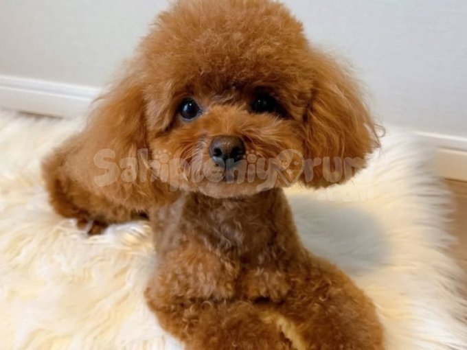 Kore Kan Red Toy Poodle Ankara