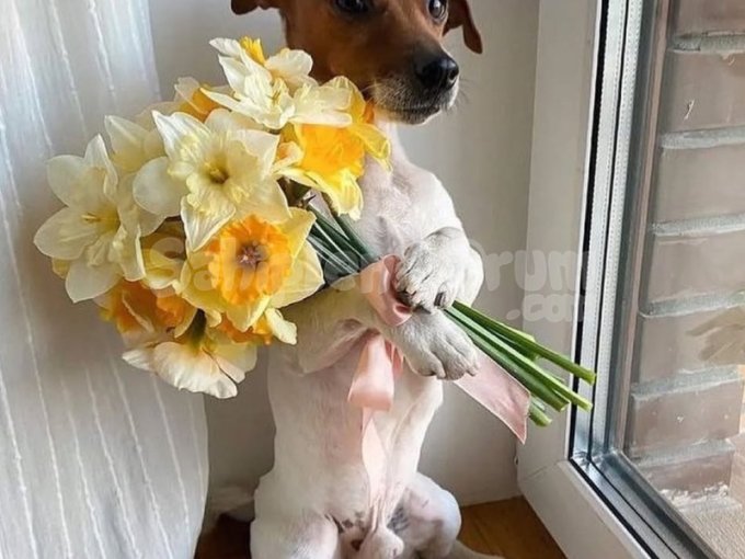 Uçan Malio Jack Russel Yavruları