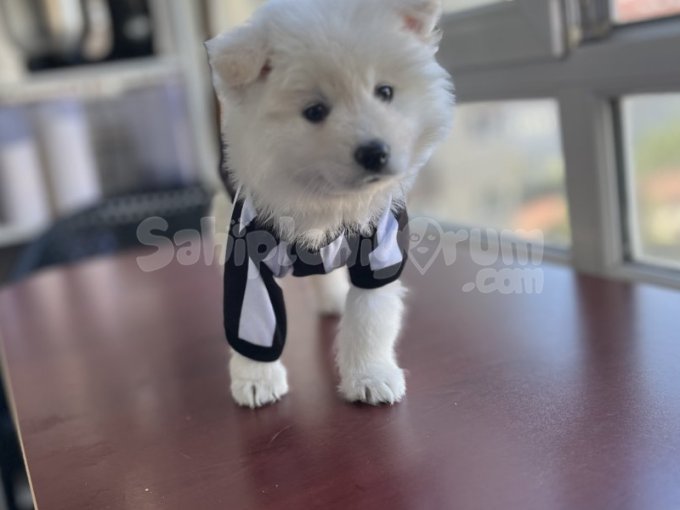 70 Günlük Samoyed Yavru