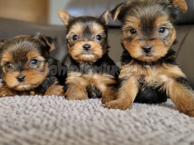 Orjinal Tea Cup Yorkshire Terrier Yavruları