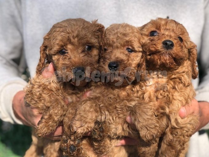 Toy Poodle Yavrular