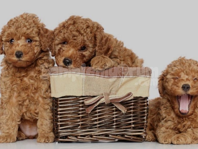 Minik Kalpli Toy Poodle