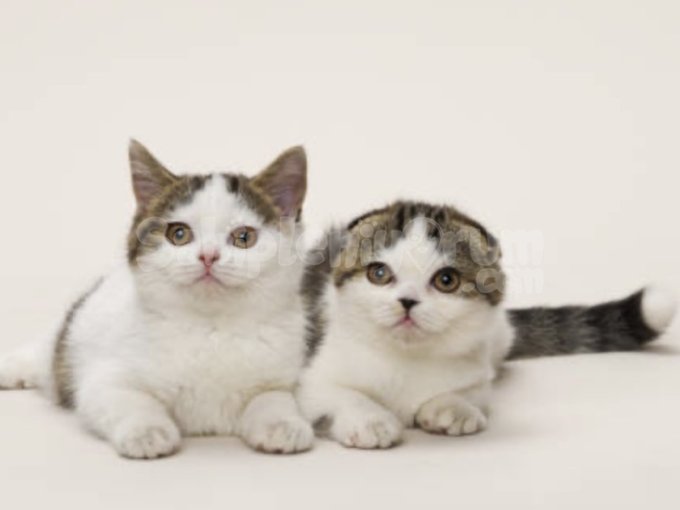 Kıvrık Kulaklı Güzellik – Scottish Fold Yavrumuz