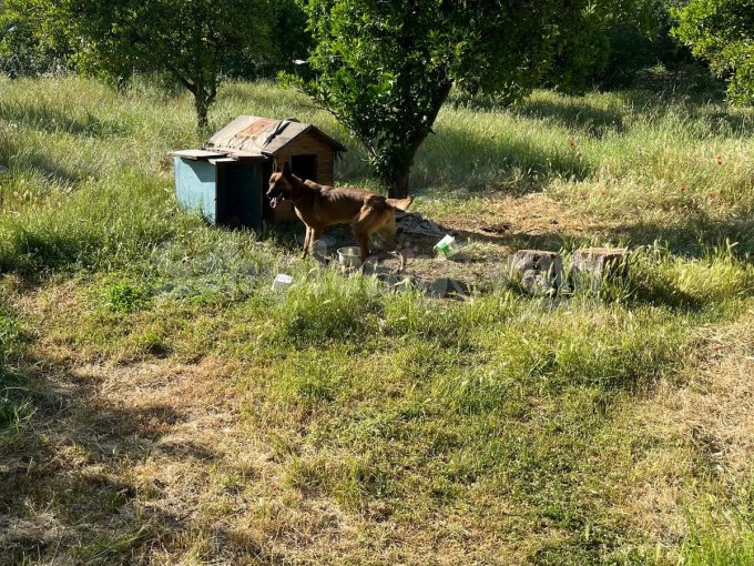 2 Yaşında Belçika Kurdum