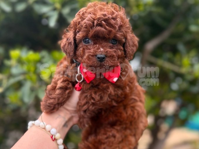 Poodle Irkının En Güzel Bebekleri