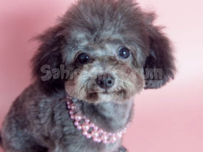 Oyuncu Toy Poodle Yavrular