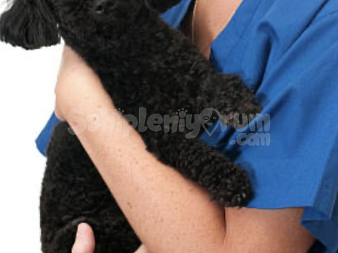 Mini Boy, Tüy Dökmeyen Toy Poodle Yavrular