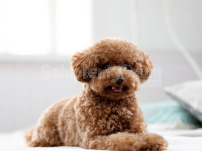 Vip Toy Poodle – Garantili Sağlık Ve Irk Özellikleri