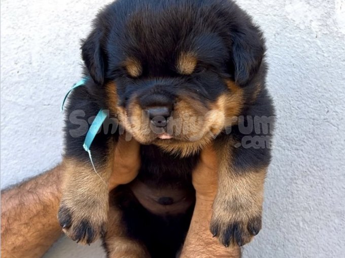 Rottweiler Yavruları