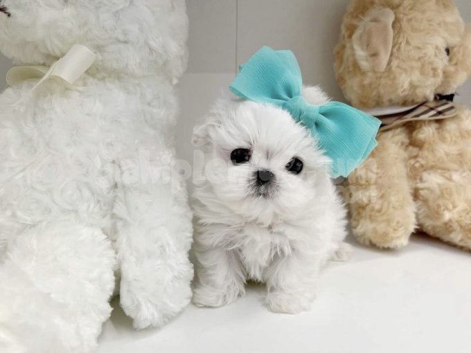 Orjinal Tea Cup Maltese Terrier Yavruları