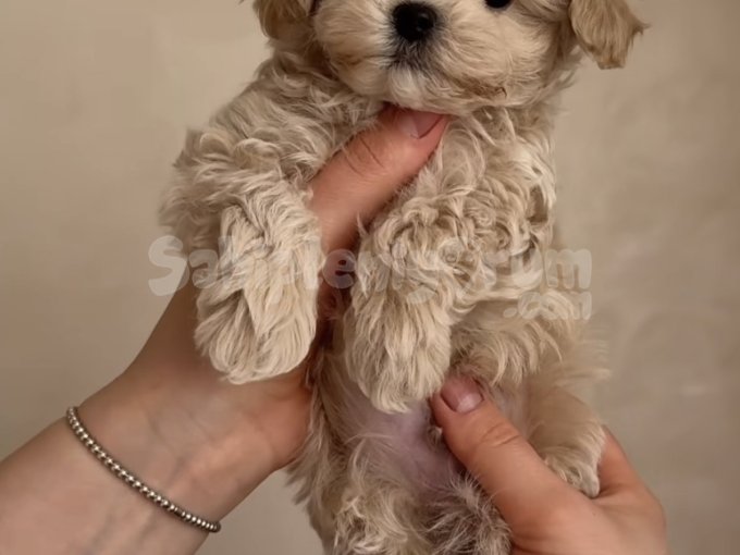 Maltipoo Sahiplendirme | Aşılı, Eğitimli ve THY ile Tüm Şehirlere Teslim