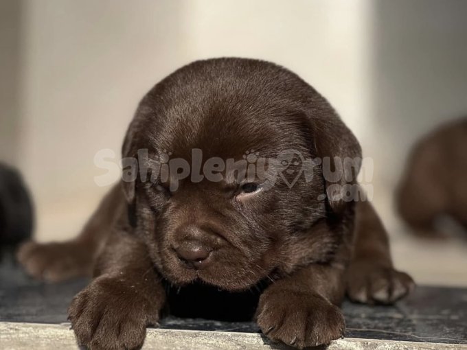 Chocolate Labrador
