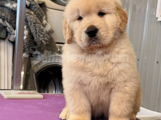 Golden Retriever