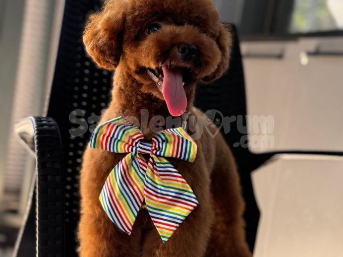 Kalitesi Ve Güzelliğiyle Göz Kamaştırıyor! Toy Poodle Bebeklerimizle Tanışın