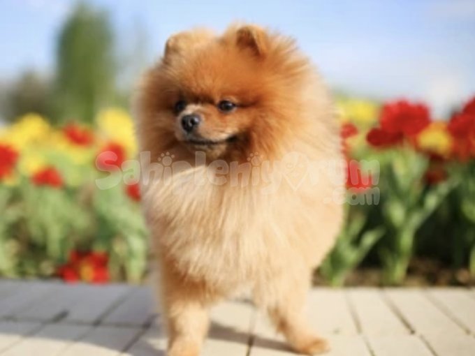 Küçük Kalplerin Büyük Güzelliği: Boo Pomeranian Aşkı