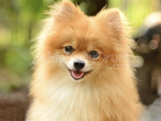Bugün Size Tatlı Krizleri Yaşatacak: Boo Pomeranian Serisi Başlasın!