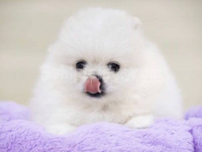 Stresin İlacı: Boo Pomeranian Fotoğraf Terapisi Başlasın!