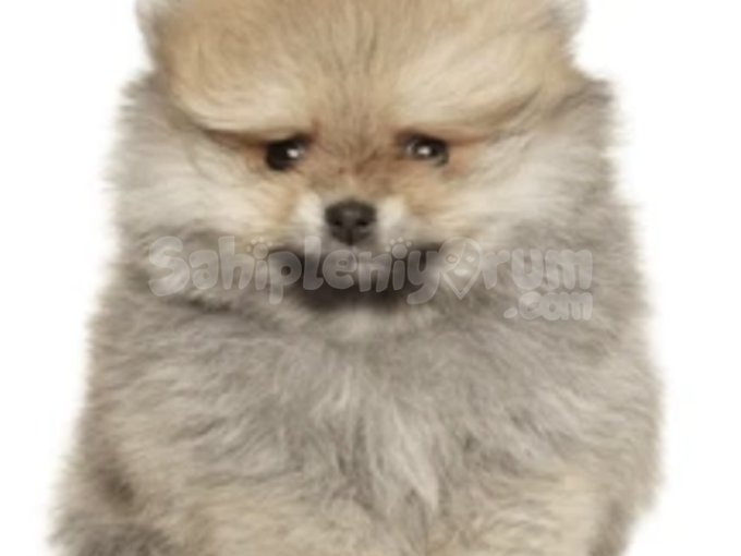 Mini Peluş Ayıcıklar Gerçek Olsa? İşte Karşınızda Boo Bebekler