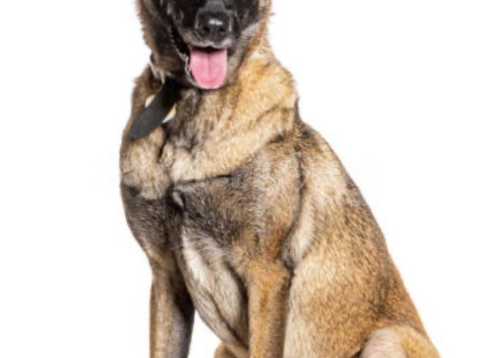 Aktif Yaşam Sevenlere Mükemmel Partner: Belçika Malinois