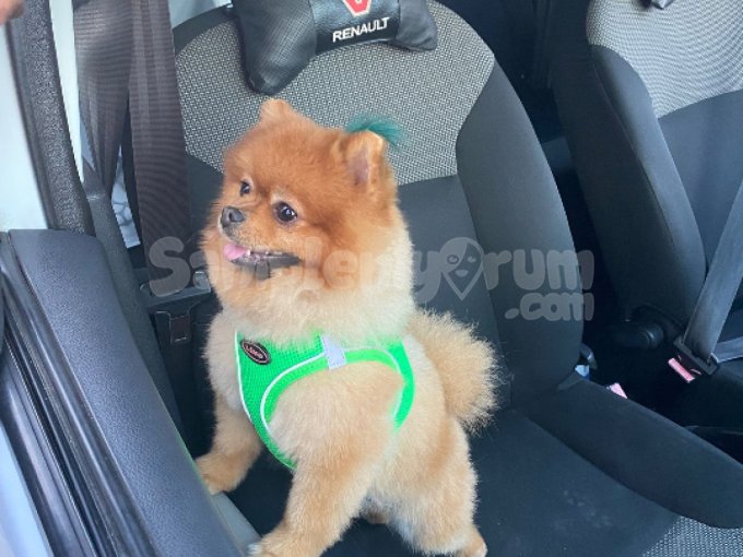 Pomerian Boo