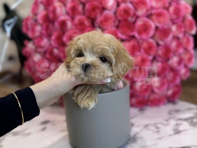 Sevimli Maltipoo Yavruları