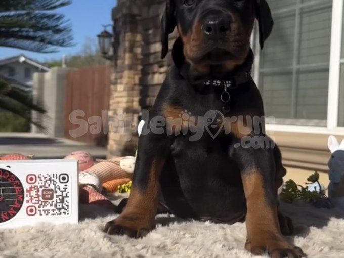 Doberman Yavruları