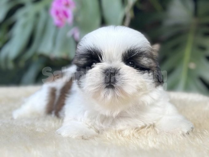 Shih Tzu Yavruları