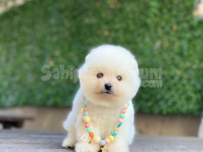 Pomerinian Dişi Irk Ve Sağlık Garantili