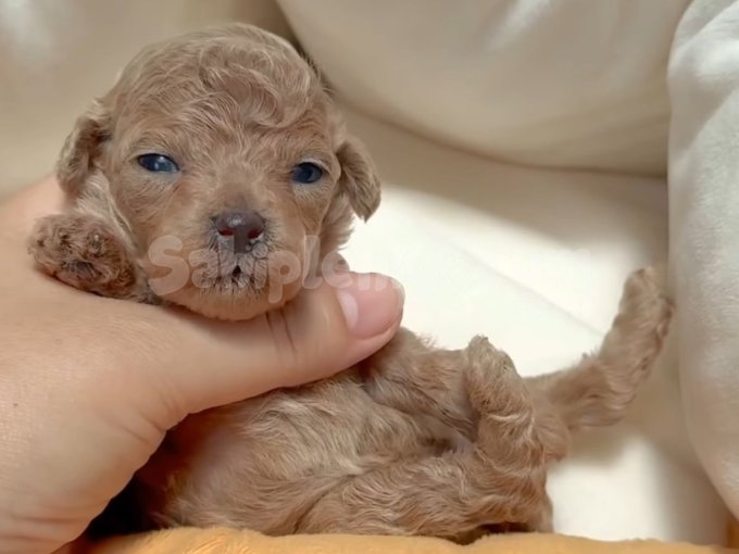 Mini Tatlılık Arıyor! Safkan Toy Poodle Yavrumuz Yeni Yuvaya Hazır 