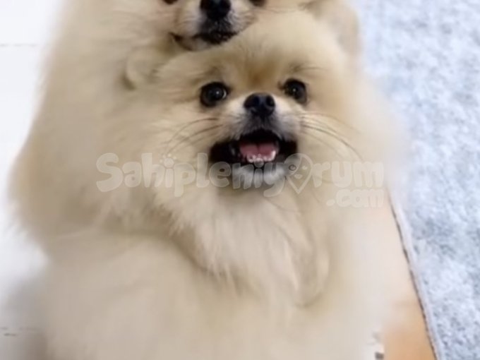 Tüy Topu Sevgi Kaynağı! Pomeranian Boo Yavrumuza Yuva Arıyoruz 