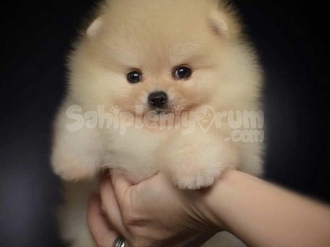 Safkan, Sevimli Ve Mini Boy! Pomeranian Boo Ailenizi Bekliyor 