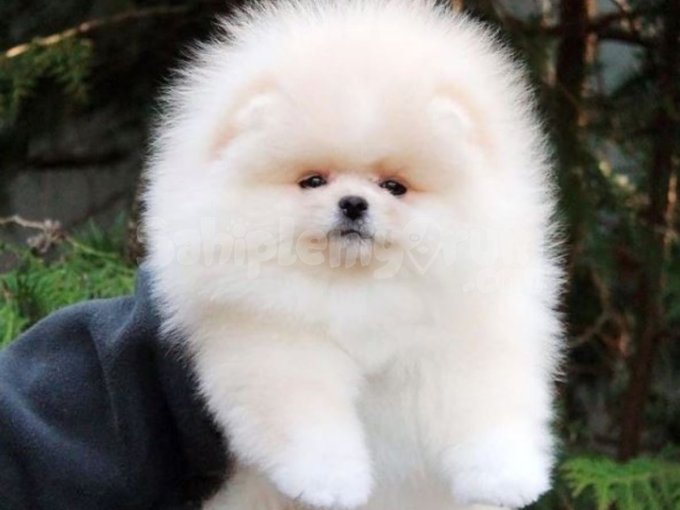 Yumuşacık, Şirin! Boo Tipi Pomeranian Ile Tanışın 