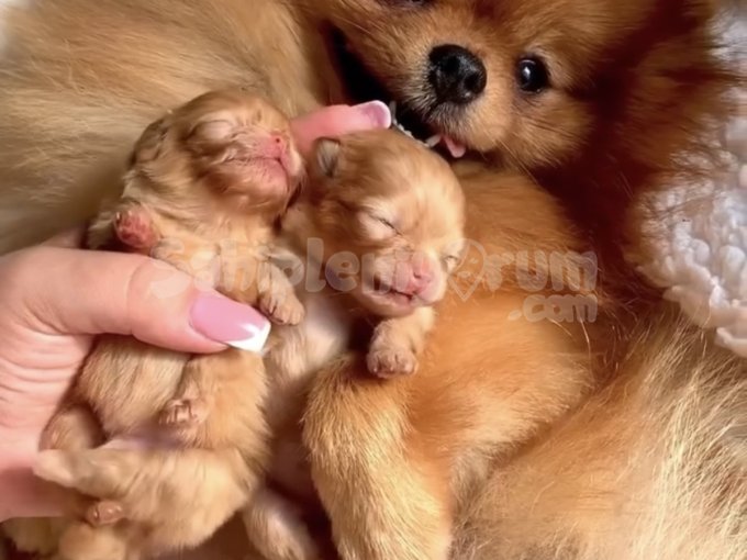 Mini Ayıcık Arıyor! Sevgisiyle Sarıp Sarmalayacak Bir Aile