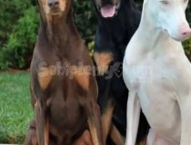 Doberman Yavruları Istanbul Beyaz Albino