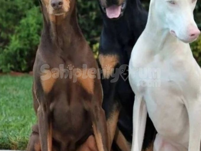 Doberman Yavruları Istanbul Beyaz Albino