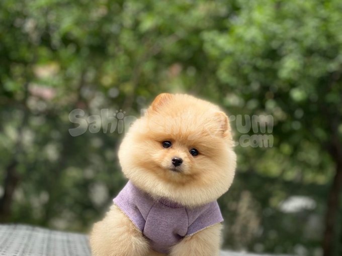 Ayıcık Suratlı Pomeranian Yavru Sevgi Dolu Yuvasını Arıyor! 