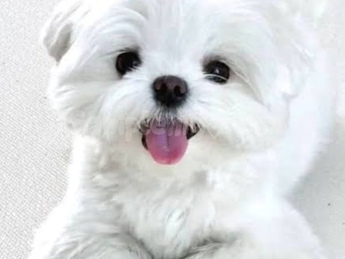 Kore Maltese Yavruları Orjinal