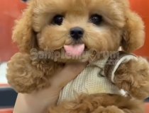 Kore Maltipoo Yavruları Istanbul