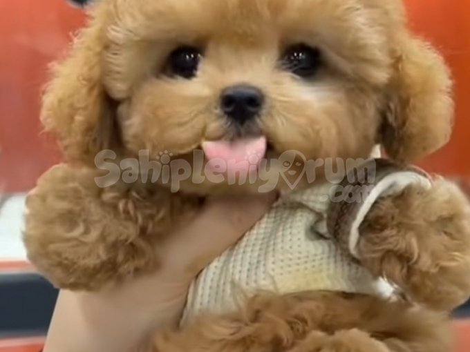 Kore Maltipoo Yavruları Istanbul