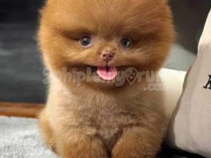 Kore Pomeranian Boo Yavruları Istanbul