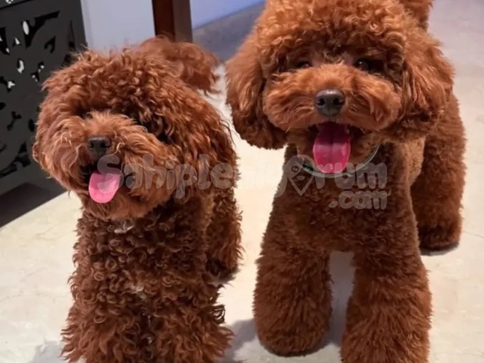 Kore Toy Poodle Yavruları Izmir