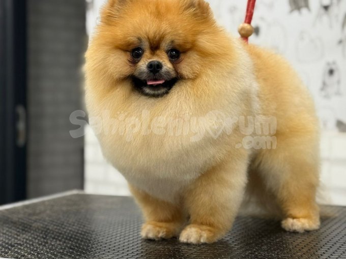 Profesyonel Yetiştiriciden Vip Kalite Toy Pomeranian Boo 