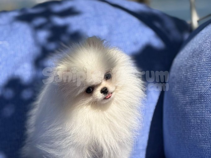 Fark Yaratan Kalite! Premium Sınıf Boo Tipi Pomeranian
