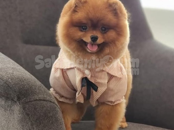 Kucağınızdan İnmek İstemeyecek! Sevecen Pomeranian Yavrumuz Sizlerle 