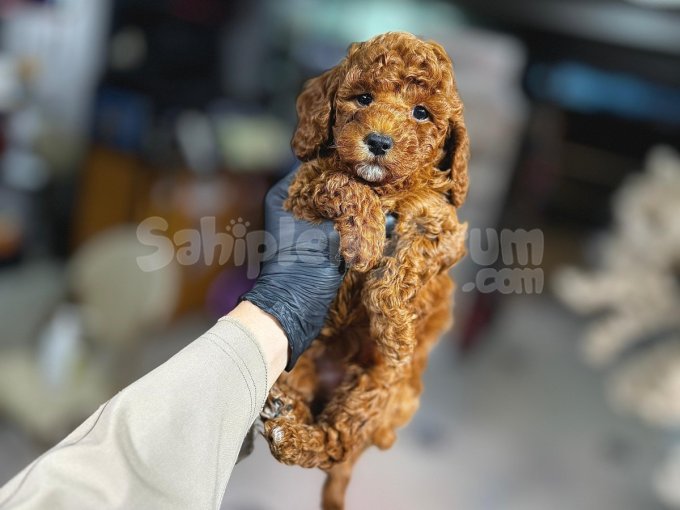 Kucak Delisi, Zeka Küpü! Toy Poodle Yavrumuz