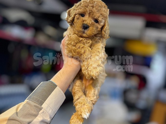 Safkan Toy Poodle – Tüy Dökmez, Alerji Yapmaz, Aile Dostu Irk! 