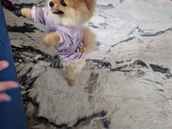 Pomeranian Boo